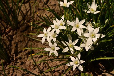 Bahçede büyüyen beyaz çiçeklerin güzel botanik çekimi