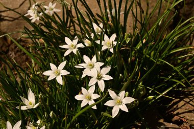 Bahçede büyüyen beyaz çiçeklerin güzel botanik çekimi