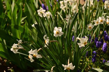 Bahçede büyüyen güzel çiçekler