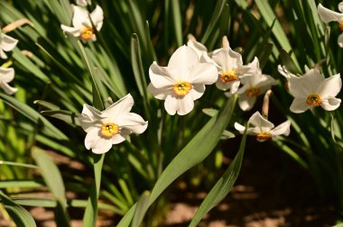 Bahçedeki beyaz narsisli çiçekler, yaklaşın
