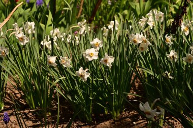 Bahçede büyüyen güzel çiçekler