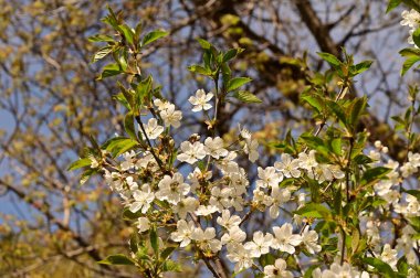 Bahar çiçeği, ağaç beyaz çiçekler