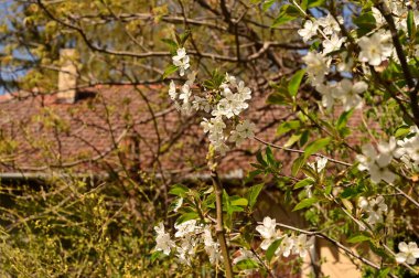 Bahar çiçeği, ağaç beyaz çiçekler
