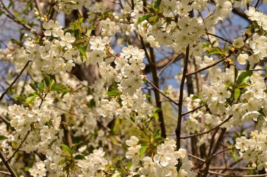 Bahar çiçeği, ağaç beyaz çiçekler