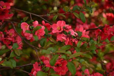 Bahar çiçekleri, ağaçtaki pembe çiçekler.