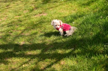 Parktaki çimlerin üzerinde sevimli bir köpek