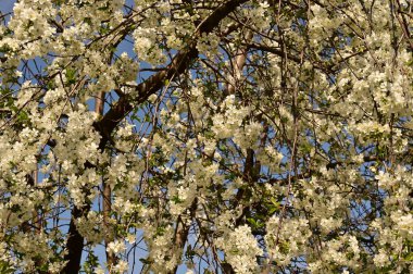 Bahar çiçeği, ağaç beyaz çiçekler
