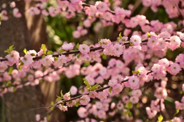 Bahar çiçekleri, ağaçtaki pembe çiçekler.