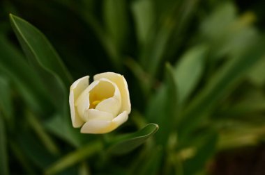 Bahçede harika bir lale çiçeği yetişiyor.