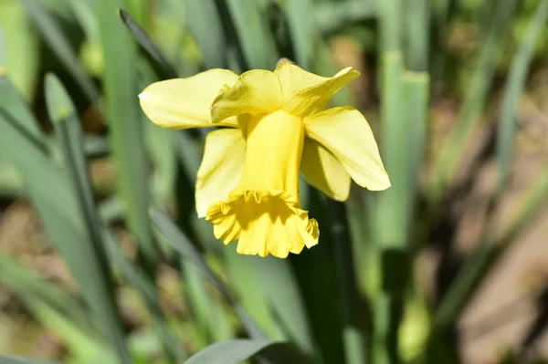 Vackra Gula Blommor Trädgården — Stockfoto