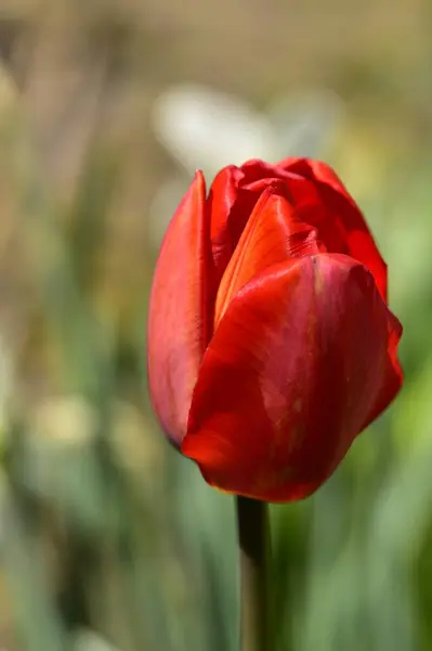 Nádherná Tulipánová Květina Rostoucí Zahradě — Stock fotografie