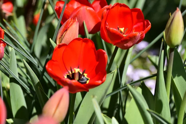 Bahçede harika lale çiçekleri yetişiyor.