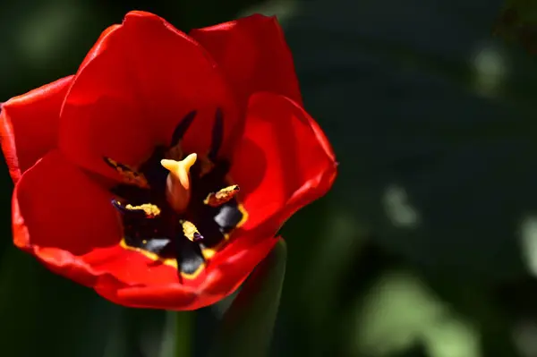 Nádherná Tulipánová Květina Rostoucí Zahradě — Stock fotografie