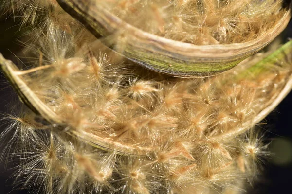 Bir karahindiba çiçeğine yakın, yaz konsepti.