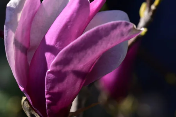 Schöne Rosa Blüten Die Garten Wachsen — Stockfoto