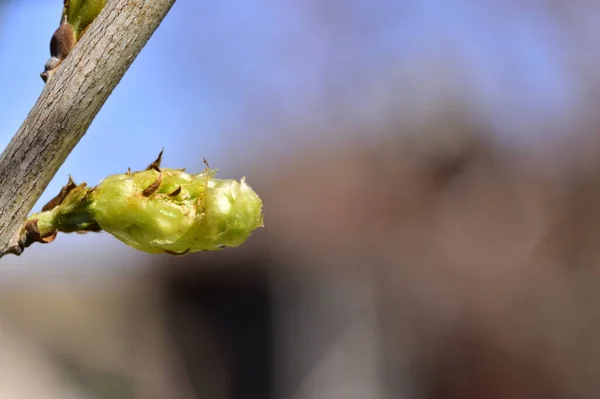 Close Spring Buds Garden — Stockfoto