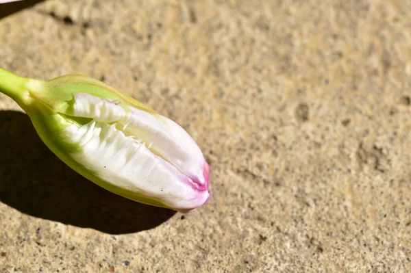 Yerdeki beyaz ve mor çiçeğe yaklaş.