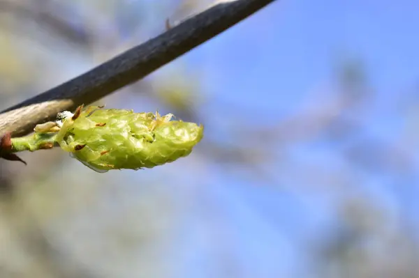 Close Spring Buds Garden — Stockfoto