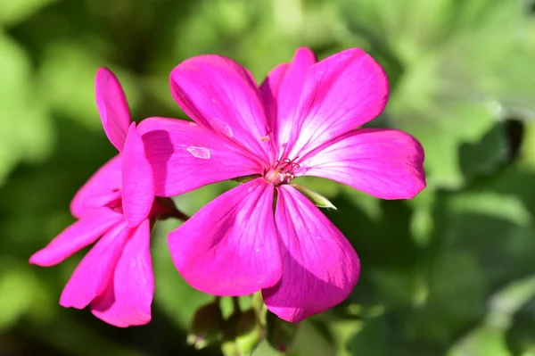 美しいピンクの花の庭で成長しています — ストック写真