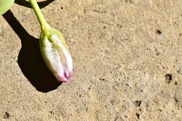 Yerdeki beyaz ve mor çiçeğe yaklaş.