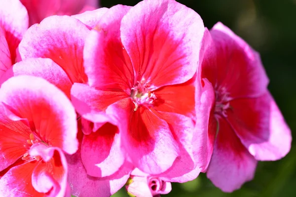 美しいピンクの花の庭で成長しています — ストック写真