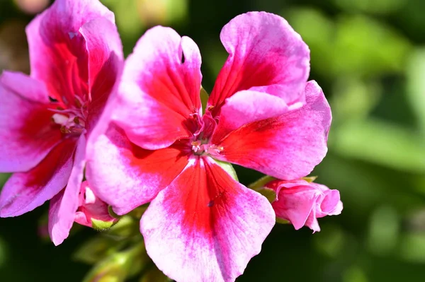 Bahçede Büyüyen Güzel Pembe Çiçekler — Stok fotoğraf