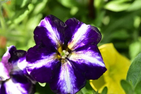 Nahaufnahme Von Lila Blumen Garten — Stockfoto