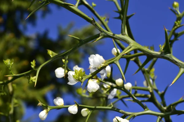 Bahar Çiçeği Ağaç Beyaz Çiçekler — Stok fotoğraf
