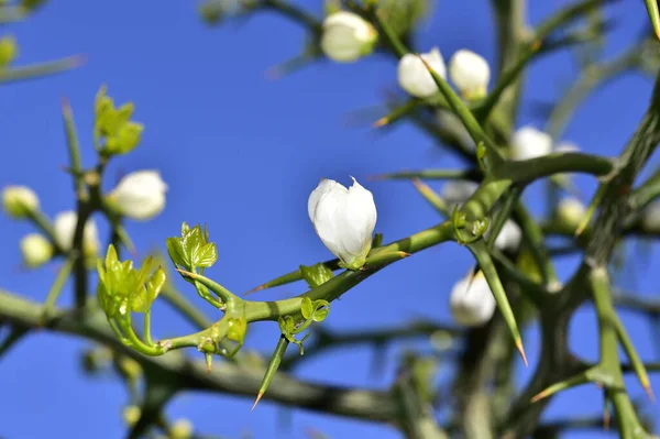 Bahar Çiçeği Ağaç Beyaz Çiçekler — Stok fotoğraf