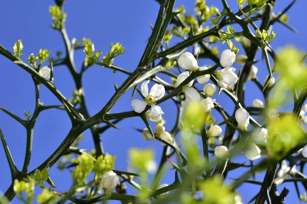 Spring Blossom White Flowers Tree — Stock Photo, Image