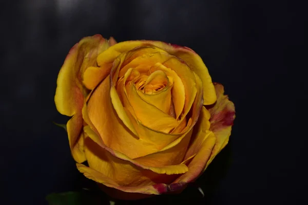 Gyönyörű Friss Rózsa Sötét Háttér — Stock Fotó