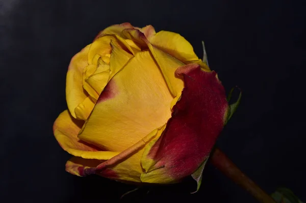 Hermosa Rosa Fresca Sobre Fondo Oscuro — Foto de Stock