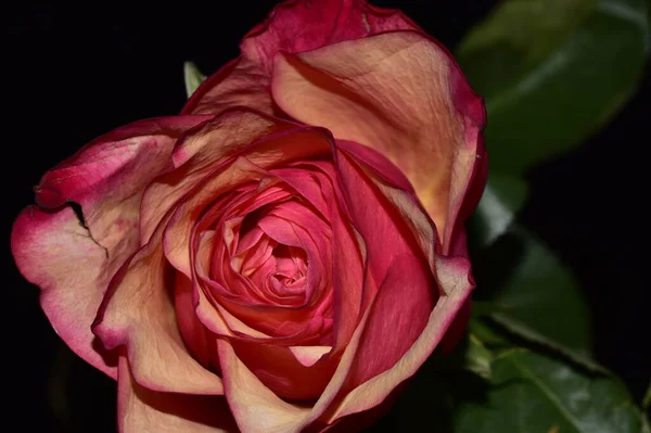 Hermosa Rosa Fresca Sobre Fondo Oscuro — Foto de Stock