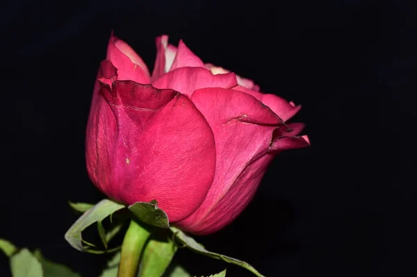 Mawar Segar Yang Indah Latar Belakang Gelap — Stok Foto