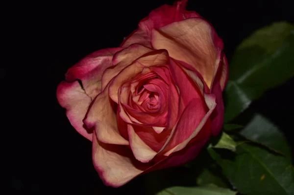 아름다운 장미가 어두운 배경에서 — 스톡 사진