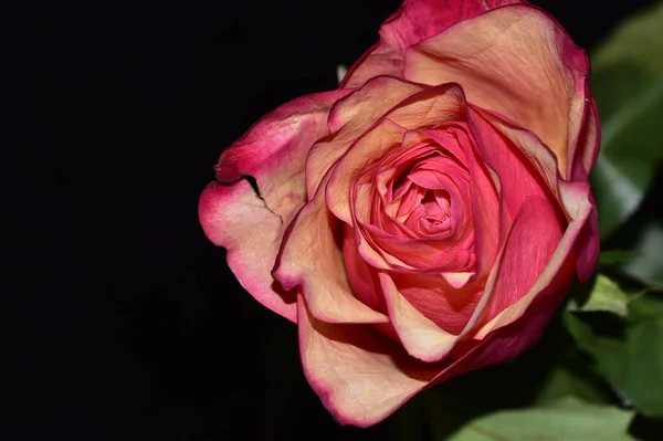 Bela Rosa Fresca Fundo Escuro — Fotografia de Stock