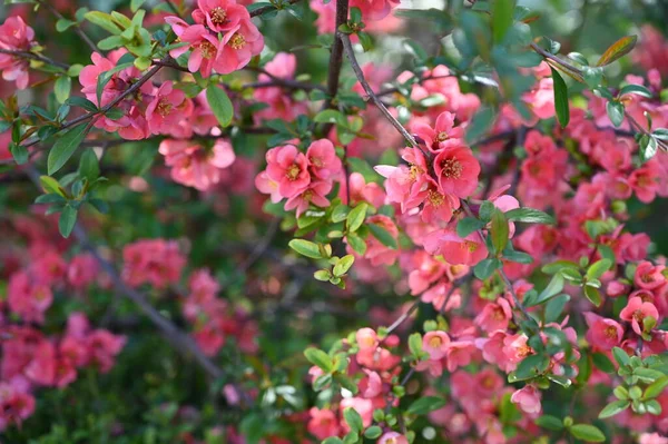 Bahar çiçekleri, ağaçtaki pembe çiçekler.