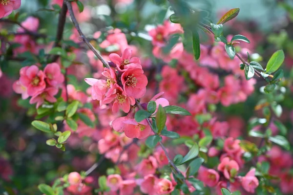 Bahar çiçekleri, ağaçtaki pembe çiçekler.