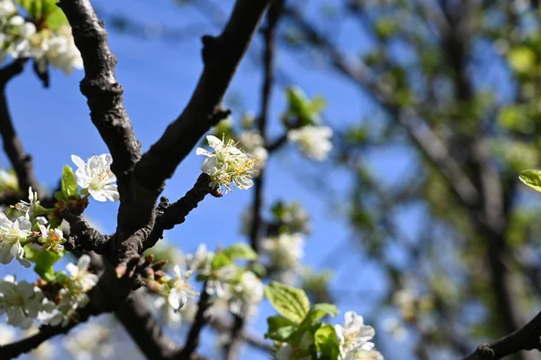 Bahar çiçeği, ağaç beyaz çiçekler