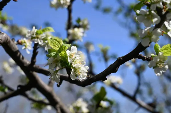 Bahar çiçeği, ağaç beyaz çiçekler