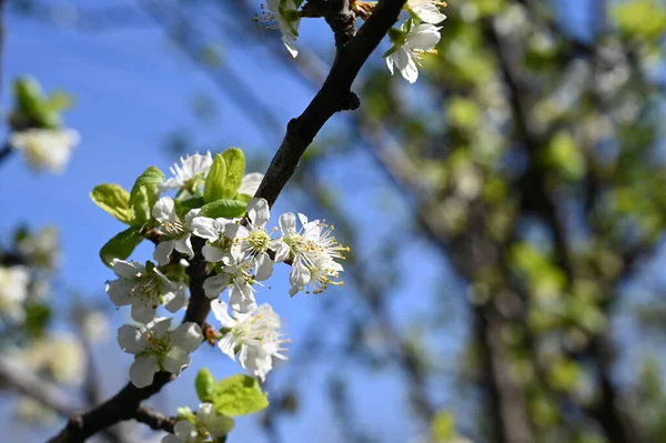 Bahar çiçeği, ağaç beyaz çiçekler
