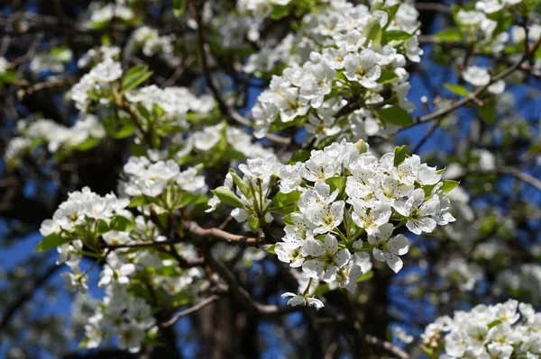 Bahar çiçeği, ağaç beyaz çiçekler