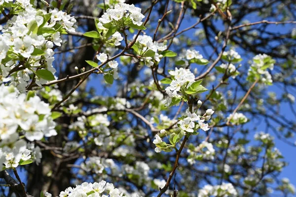 Bahar çiçeği, ağaç beyaz çiçekler