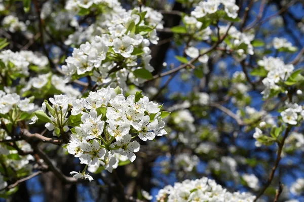 Bahar çiçeği, ağaç beyaz çiçekler