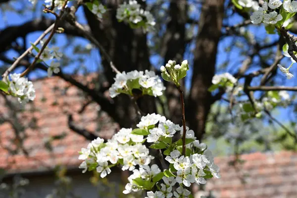 Bahar çiçeği, ağaç beyaz çiçekler