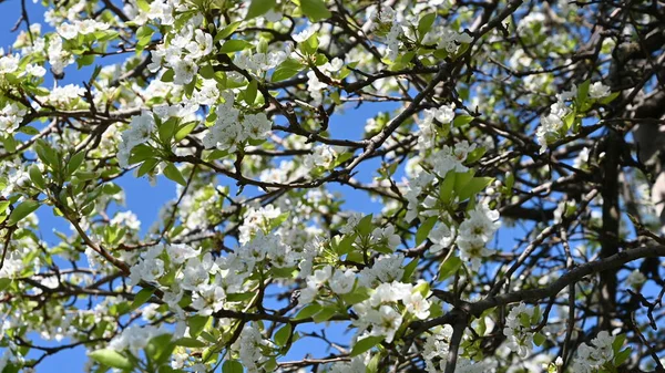 Flor Primavera Flores Brancas Árvore — Fotografia de Stock