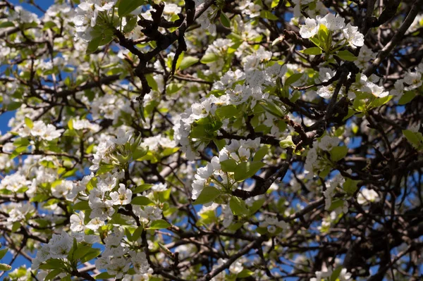 Bahar çiçeği, ağaç beyaz çiçekler