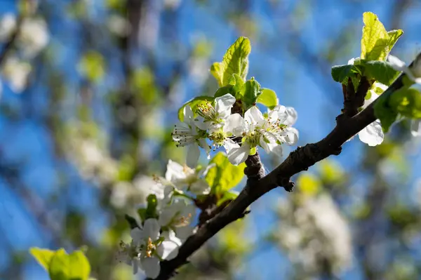Bahar çiçeği, ağaç beyaz çiçekler