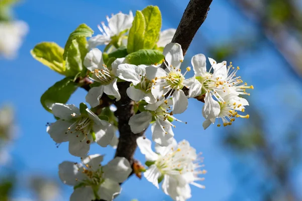 Bahar çiçeği, ağaç beyaz çiçekler