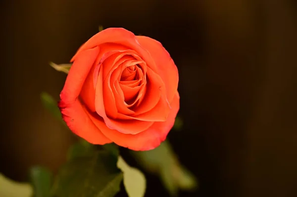 Hermosa Rosa Roja Sobre Fondo Oscuro — Foto de Stock